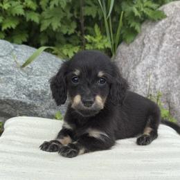Fum 3300dollars - Black and cream female Dachshund puppy in Crystal, Michigan from Mare-bella Dachshunds
