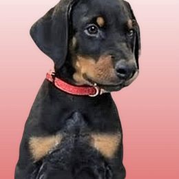 Red Collar - Black and rust male Doberman Pinscher puppy in Austin, Texas from Tycho's Dobermans