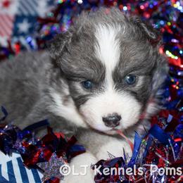 Tiramisu - Blue female Pomsky puppy in Centerville, Iowa from LJ Kennels Pomskies, LLC