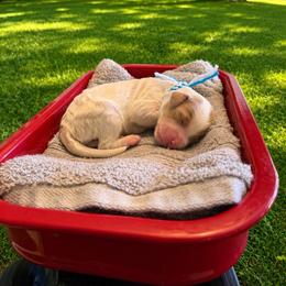 Boulder - Parti male Goldendoodle puppy in Boise, Idaho from Goldendoodle Baby