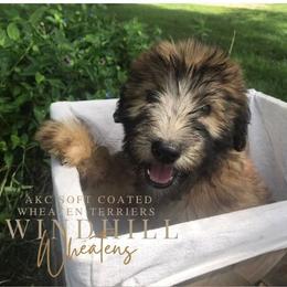 French Bulldog and Soft Coated Wheaten Terrier Puppies from Windhill Wheatens