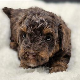 Brown Phantom Boy, Khufu - Brown male Poodle puppy in Coolidge, Arizona from Effervescent-Pooches