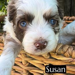 Susan - Red merle female Aussiedoodle puppy in Bakersfield, California from Annie's Aussies