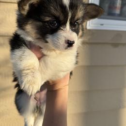 Brown - Black and tan female Pembroke Welsh Corgi puppy in Eltopia, Washington from PNW Pup Co.