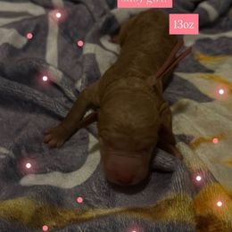 Coral - Libby - Cream female Goldendoodle puppy in Puyallup, Washington from Dawnie’s Doodles