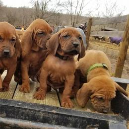 Redbone Coonhounds from Folkvangr