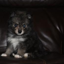 Bandit - Wolf sable male Pomsky puppy in Coos Bay, Oregon from Ocean View Pomskies
