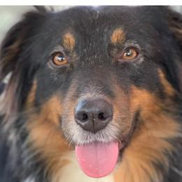 Australian Shepherds from Motega Australian Shepherds