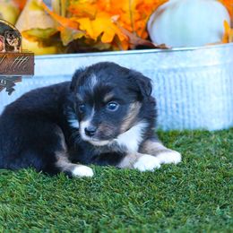 Melody - Black tri female Toy Australian Shepherd puppy in Granbury, Texas from Best Little Aussies