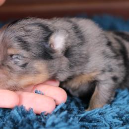 AKC Onyx - Black and tan male Pomeranian puppy in Albany, Indiana from Hatz Off Puppies