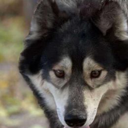Stella - Siberian Husky