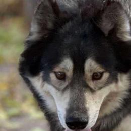 Stella - Siberian Husky