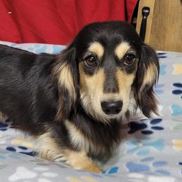 Merlin - Dachshund