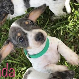 Dachshund Puppies from 1 Moore Dachshund