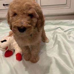 Poodle Puppies from Chapel Farm Standard Poodles