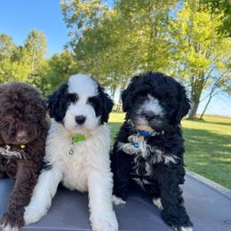 Portuguese Water Dog Puppies from Cornerstones Porties