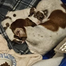 Trio - Piebald female Dachshund puppy in Strong, Arkansas from Dachshunds R Us