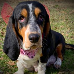 Basset Hounds from Triple B’s Bassets