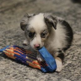 Australian Shepherd, Miniature Australian Shepherd, and Toy Australian Shepherd Puppies from Elmo’s Toy and Miniature Australian Shepherds