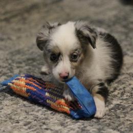 Australian Shepherd, Miniature Australian Shepherd, and Toy Australian Shepherd Puppies from Elmo’s Toy and Miniature Australian Shepherds