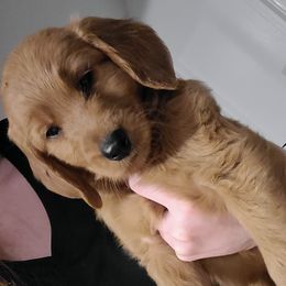 Molly - Red  Goldendoodle puppy in Wolcottville, Indiana from Indiana Goldens
