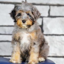 Deacon (socialization program student) - Merle male Bernedoodle puppy in Dundee, Ohio from Down Home Doodle