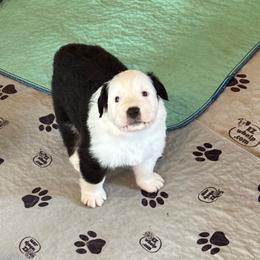 Ross - Black tri-color male Australian Shepherd puppy in Bethlehem, Georgia from CJ Farm and Kennels