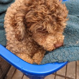 Chihuahua, Cockapoo, Cocker Spaniel, Poodle, Yorkipoo, and Yorkshire Terrier All Grown Up from Baker Kennels