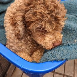 Chihuahua, Cockapoo, Cocker Spaniel, Poodle, Yorkipoo, and Yorkshire Terrier All Grown Up from Baker Kennels