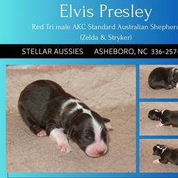 Elvis Presley - Red tri-color male Australian Shepherd puppy in Asheboro, North Carolina from Stellar Aussies