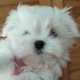 Tina tiny - White female Maltese puppy in San Diego, Temecula, Ontario, California from Yorkie & Maltese Royalty