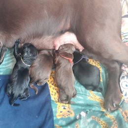 Labrador Retriever Puppies from Fetching Labrador Retrievers