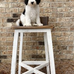 Bernedoodle Puppies from Mountain Top Doodles