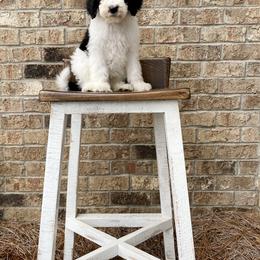 Bernedoodle Puppies from Mountain Top Doodles