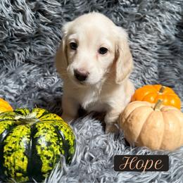 Hope - Dachshund