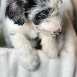 Aussiedoodle Puppies from North Mountain Doodles