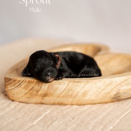 Sprout - Black Goldendoodle puppy in Lusby, Maryland from C&C Goldendoodles