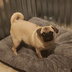 Minka - Pug