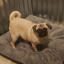 Minka - Pug