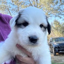 Clementine - White and badger female Great Pyrenees puppy in North Fork, California from Heritage Mountain Ranch