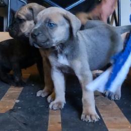 Payton - Gray Cane Corso puppy in Texas from Robinson Elite Corsos