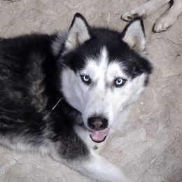 Magic - Siberian Husky