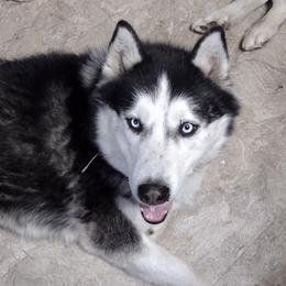 Magic - Siberian Husky