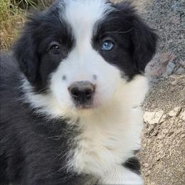 Callie - Black and white female Border Collie puppy in Custer, South Dakota from Pinpoint Border Collies
