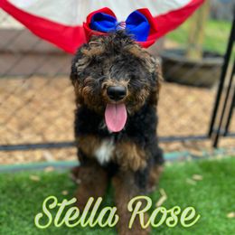 Stella - Poodle