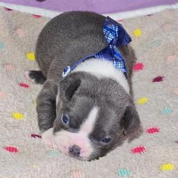 Captain America - Blue male Boston Terrier puppy in Millers Creek, North Carolina from Tumbling Shoals Hilltop Bostons
