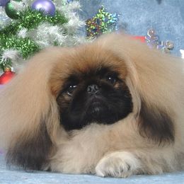 Pekingese Puppies from Deja vu Pekingese EOM-S