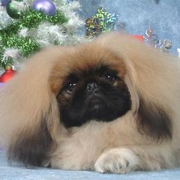 Pekingese Puppies from Deja vu Pekingese EOM-S