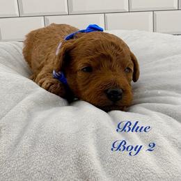 Blue (Boy 2) - Red  male Poodle puppy in Miami, Florida from Katy's Toy Poodles & Doodles