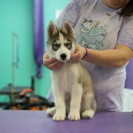 Saladin - Agouti and white male Siberian Husky puppy in Graham, North Carolina from Ivie Huskies